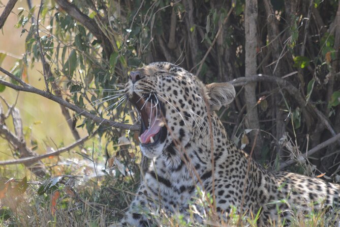 3-Days Masai Mara Rhythms Safari - Day 3: early drive toward Nairobi, town stopovers, and a late-afternoon finish