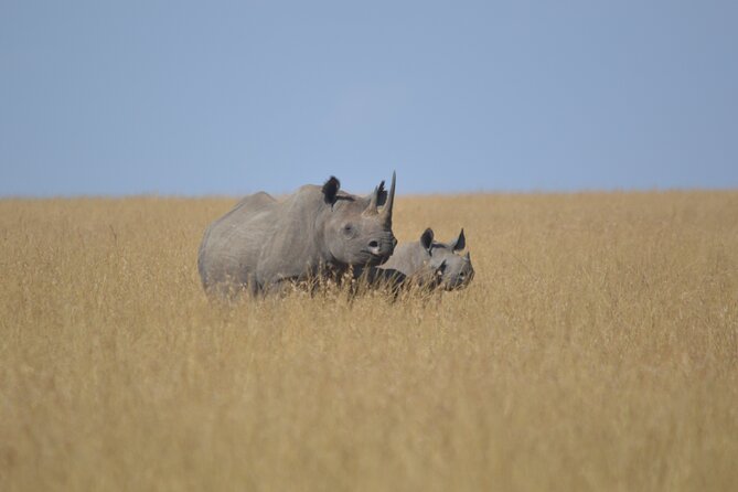3-Days Masai Mara Rhythms Safari - Price and value: what $1,400 buys you (and what it does not)