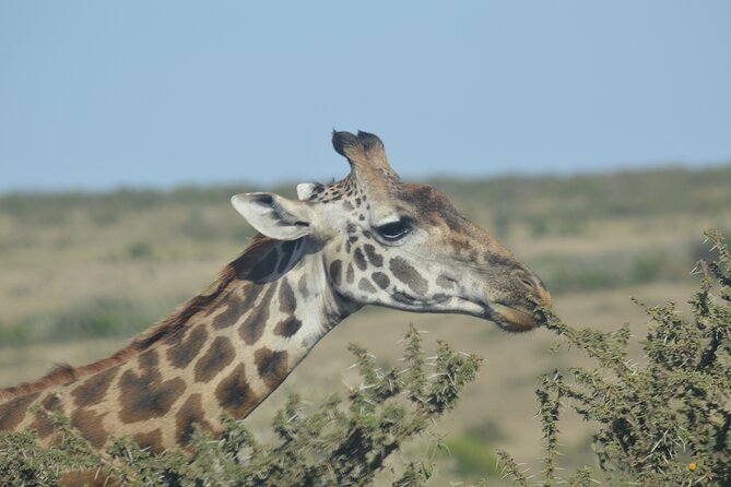 3-Days Masai Mara Rhythms Safari - Day 1 value: why that first evening drive is worth the effort