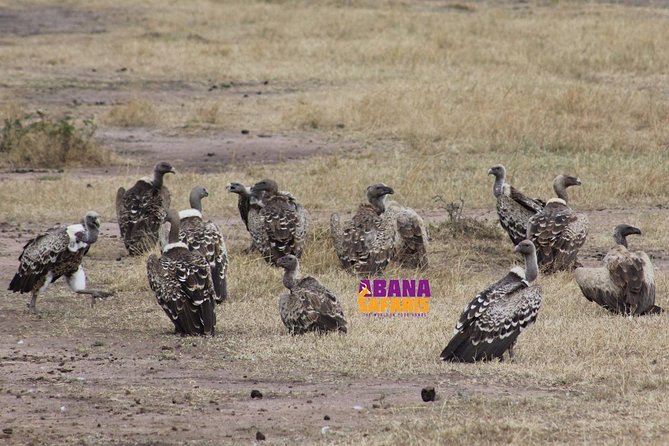 3 Days Masai Mara Safari - What the guide approach means for your day in the Mara