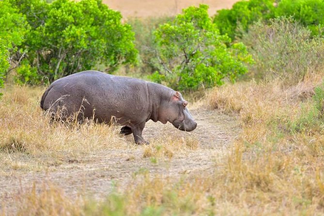 3 Days Masai Mara Safari - Day 3, an early game drive plus a Nairobi stop