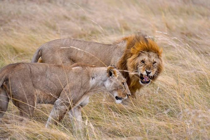 3 Days Masai Mara Safari - The timing math you should plan for