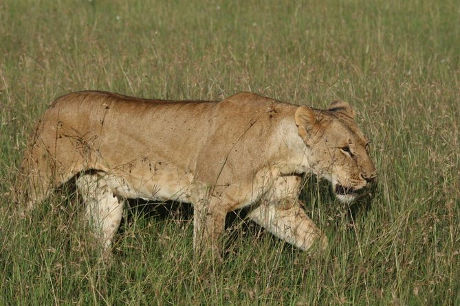 3 days masai mara safari from Nairobi - Quick hits