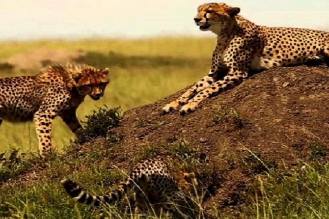 3 days masai mara safari from Nairobi - Camp life in a tented camp, with real meal support