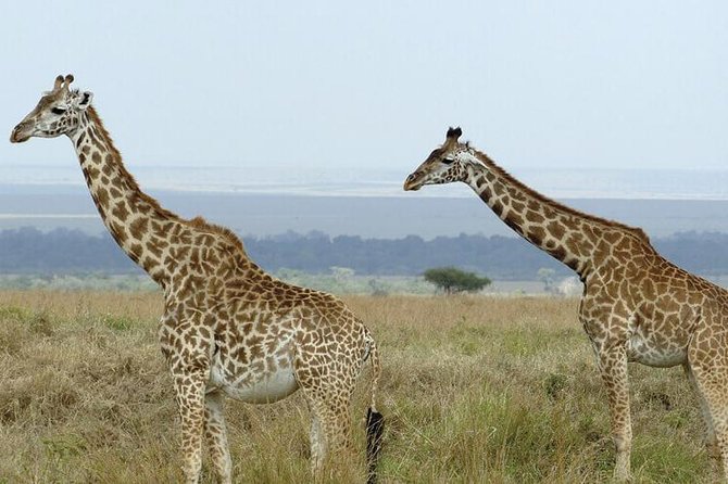 3 days masai mara safari from Nairobi - Safari Day 3: breakfast, optional village time, then back to Nairobi