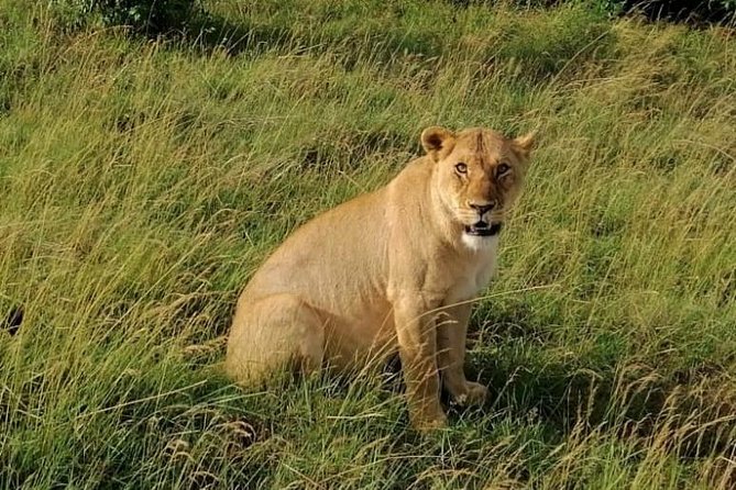 3 Days Masai Mara Safari Group Joining (Daily Departures) - From Nairobi pickup to Mara Triangle dusk game drive