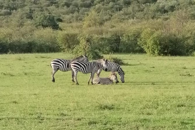 3 Days Masai Mara Safari Group Joining (Daily Departures) - Day 3: Maasai village cultural tour and your drive back by 4:00 pm