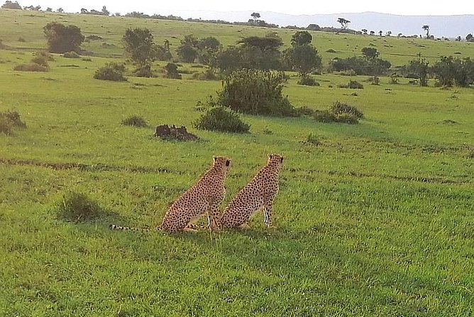 3 Days Masai Mara Safari Group Joining (Daily Departures) - Why the small-group limit of 7 is a real quality upgrade