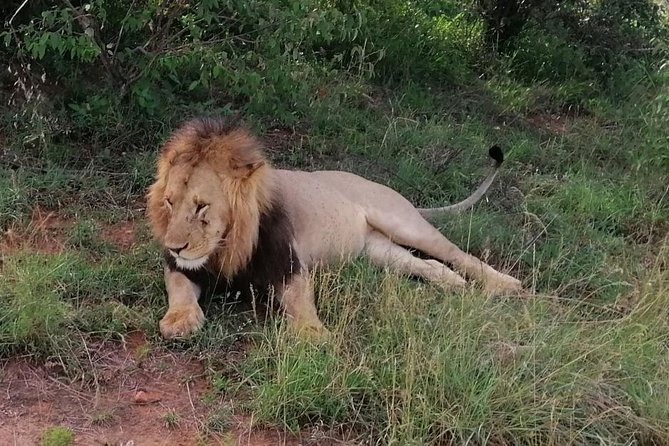 3 Days Masai Mara Safari Group Joining (Daily Departures) - Game drive timing: where the sightings odds usually improve