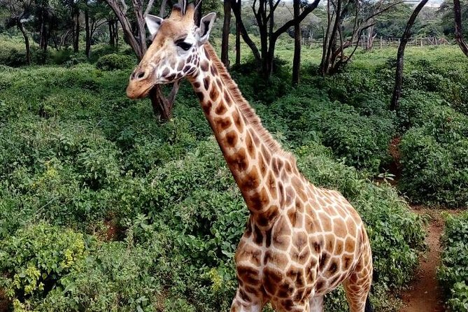 3 Days Masai Mara Safari Group Joining (Daily Departures) - Price, what you’re really paying for at $642.86 per person
