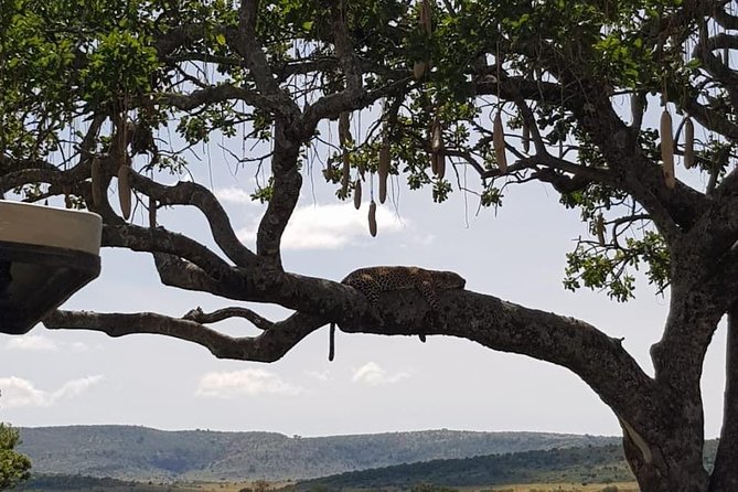 3 Days Masai Mara Safari Group Joining (Daily Departures) - Who this safari fits best (and who might want a different pace)