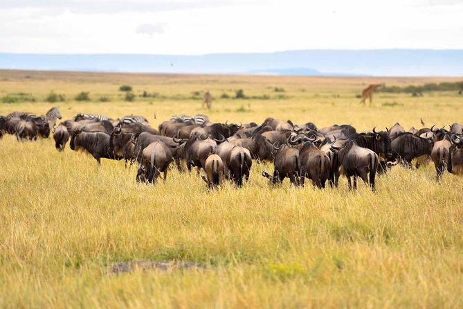 3 Days Masai Mara Safari - Day 2 in the Masai Mara, Big Five searching and Maasai culture