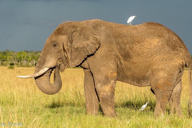 3 Days Masai Mara Tented Camp & Transport 4 x 4 Jeep - Quick hits you’ll care about