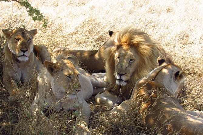 3 Days Masai Mara Tented Camp & Transport 4 x 4 Jeep - Food on safari: included meals that keep you from losing drive time