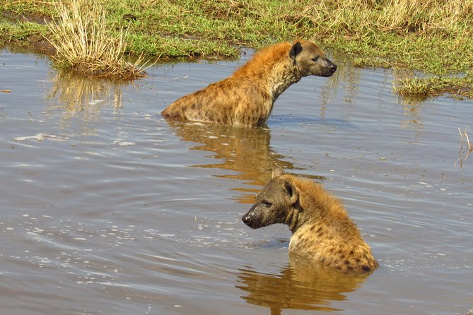3 Days Masai Mara Tented Camp & Transport 4 x 4 Jeep - Price and value: what $955.89 per person is really covering
