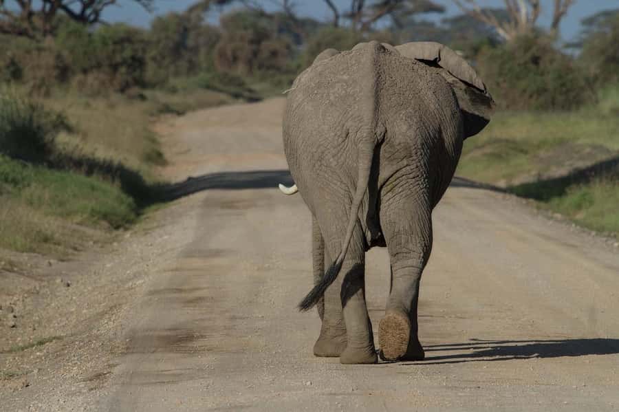 3 Days Nairobi to Amboseli to Tsavo East to Mombasa Safari - Key things to know before you go