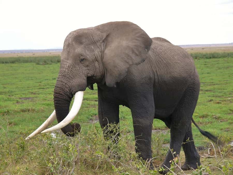 3 Days Nairobi to Amboseli to Tsavo East to Mombasa Safari - Day 3: Morning game drive in Tsavo East, then coast time in Mombasa