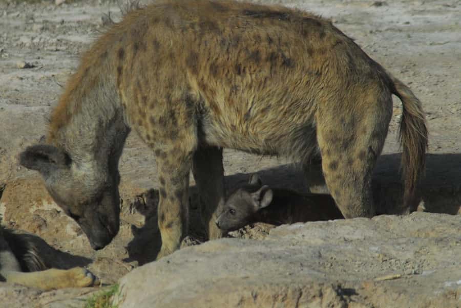 3 Days Nairobi to Amboseli to Tsavo East to Mombasa Safari - Lodges and meals: comfort that still feels safari-focused