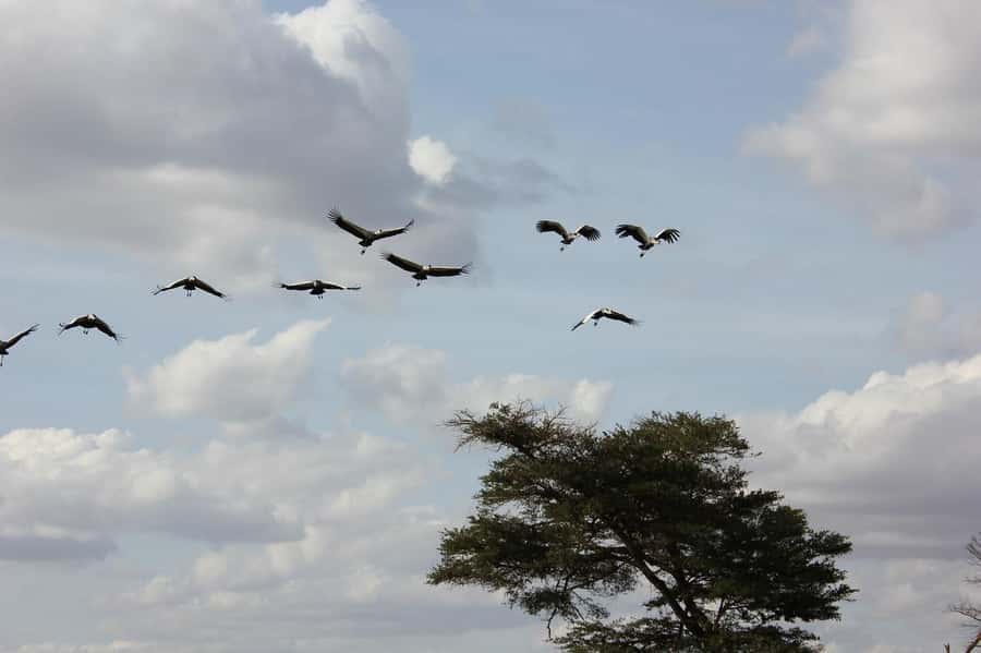 3 Days Nairobi to Amboseli to Tsavo East to Mombasa Safari - Wildlife expectations: elephants first, Big Five chances, and how to stay realistic