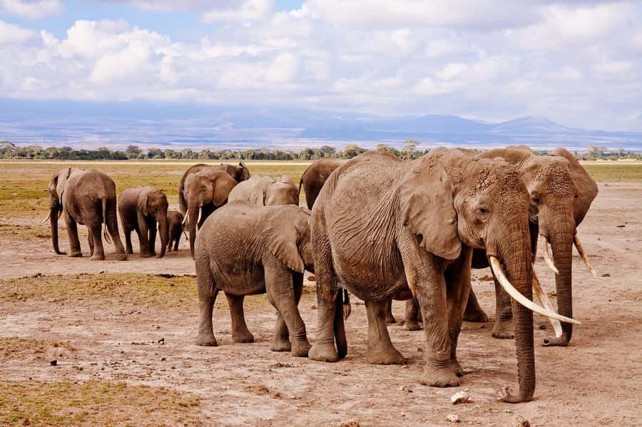 3 Days Nairobi to Amboseli to Tsavo East to Mombasa Safari - Should you book this Nairobi to Amboseli to Tsavo East to Mombasa safari?