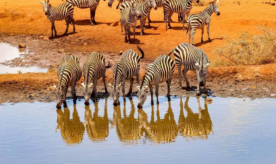 3 Days Nairobi to Amboseli to Tsavo East to Mombasa Safari - Day 2: Amboseli to Tsavo East, shift from classic plains to rugged country
