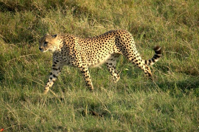 3 days Red elephant safari - Day 2 in Taita Hills: game drive, then waterhole time