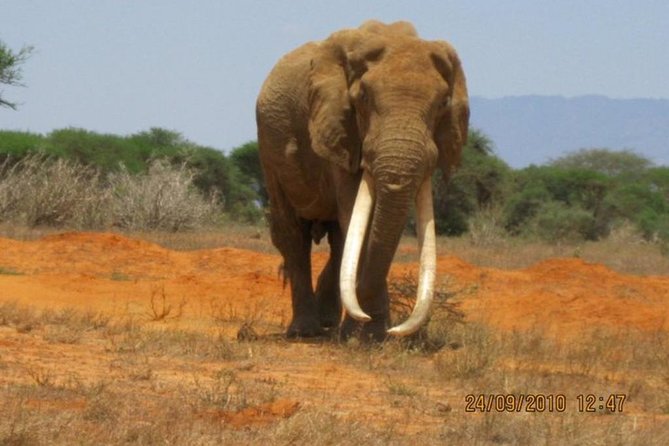 3 days Red elephant safari - Day 3 back toward Diani: early drive and a soft landing