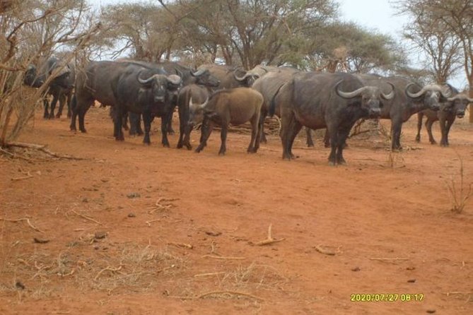 3 days Red elephant safari - Private transfers from your door: why logistics actually matter