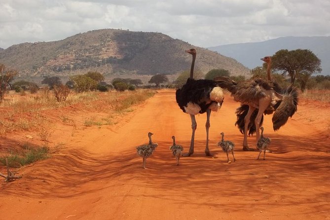 3 days Red elephant safari - Wildlife viewing expectations: what you can control