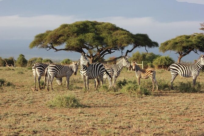 3 Days Safari Tour in Maasai Mara - Why a 3-Day Maasai Mara Safari from Nairobi Feels Like the Real Deal