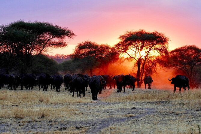 3 Days Safari Tour in Maasai Mara - Day 1 in Masai Mara: Check-In, Lunch, and the Afternoon Game Drive