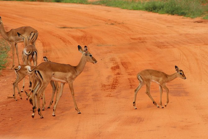 3 Days safari Tsavo East and Amboseli national park. - Key points I’d use to decide fast