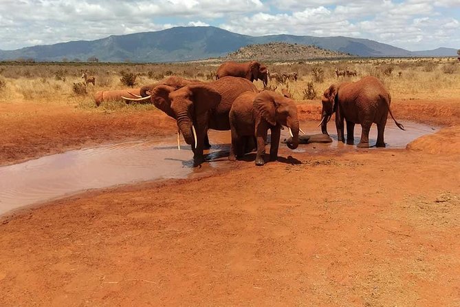 3 Days safari Tsavo East and Amboseli national park. - Day 1: 5 AM departure from Mombasa, Tsavo East and Voi-area lodge time