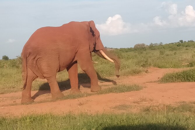 3 Days safari Tsavo East and Amboseli national park. - Day 3: another early drive, then leaving for Mombasa and the Diani Beach side