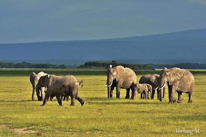 3 Days safari Tsavo East and Amboseli national park. - Private transportation, real guide names, and what makes the experience feel polished