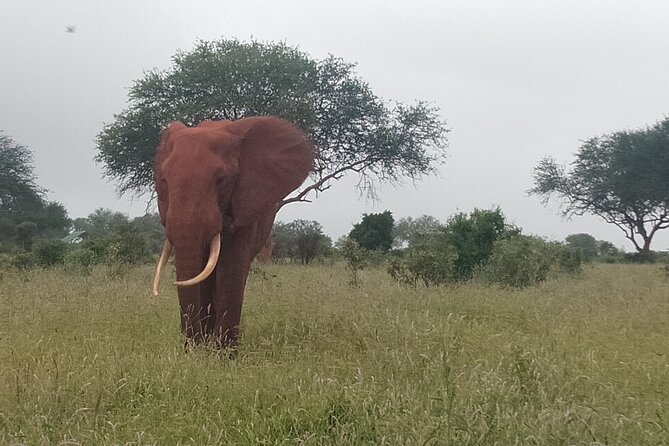 3 Days safari Tsavo East and Amboseli national park. - Who should book this Tsavo East and Amboseli safari