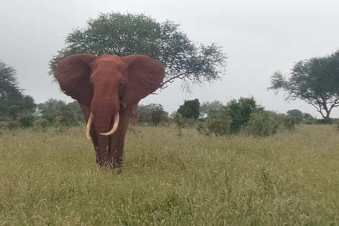 3 Days safari Tsavo East and Amboseli national park. - Should you book this 3-day private safari with KT & Safaris?