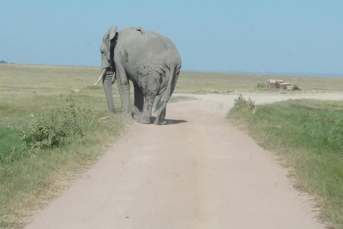3 Days safari Tsavo East and Amboseli national park. - Day 2: Amboseli’s morning drives, long viewing blocks, and Kilimanjaro moments