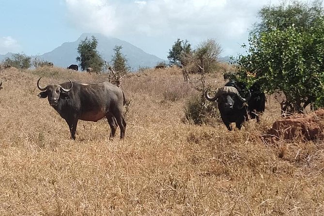 3 days safari Tsavo East and Taita hills (Saltlick lodge) - From the Diani coast to Tsavo East, your first safari morning