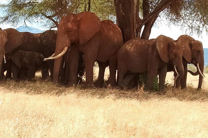 3 days safari Tsavo East and Taita hills (Saltlick lodge) - Tsavo East to Taita Hills: the drive that changes the whole feel