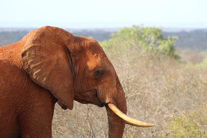 3 days safari Tsavo East and Taita hills (Saltlick lodge) - Saltlick Lodge in Taita Hills, where the second day’s sightings matter most