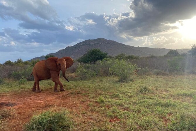 3 days safari Tsavo East and Taita hills (Saltlick lodge) - Final Taita Hills morning and the return toward Mombasa