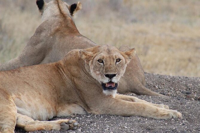 3 days safari Tsavo East and Taita hills (Saltlick lodge) - Price and value: is $900 per person fair?