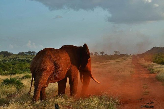 3 days safari Tsavo East and Taita hills (Saltlick lodge) - Who should book this safari, and who should think twice