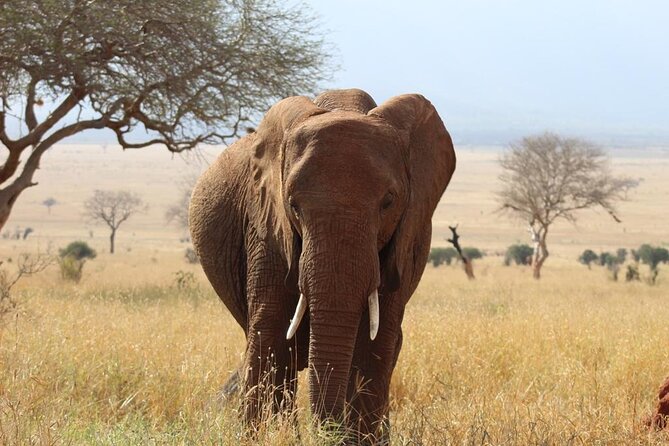 3 days safari Tsavo East and Taita hills (Saltlick lodge) - Practical tips that make the trip smoother