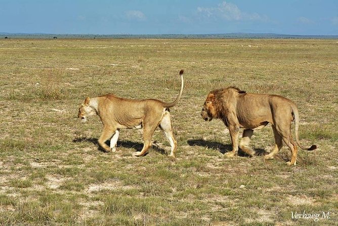 3 Days Safari Tsavo East and Taita Hills Saltlick Lodge - Tsavo Park Day 1 game drive, elephants and the long look