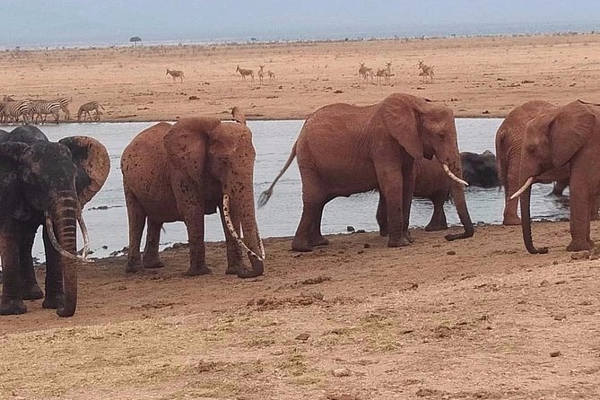 3 days safari Tsavo East and West - Key Things to Know Before You Go