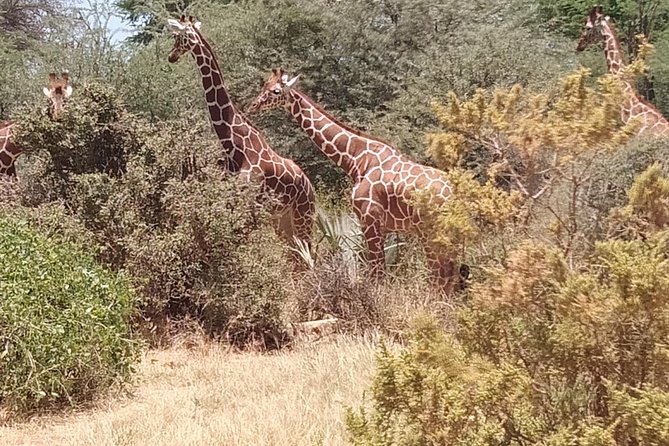 3 days safari Tsavo East and West - Private Tsavo Safari From Diani: How the 5 am start shapes your whole trip