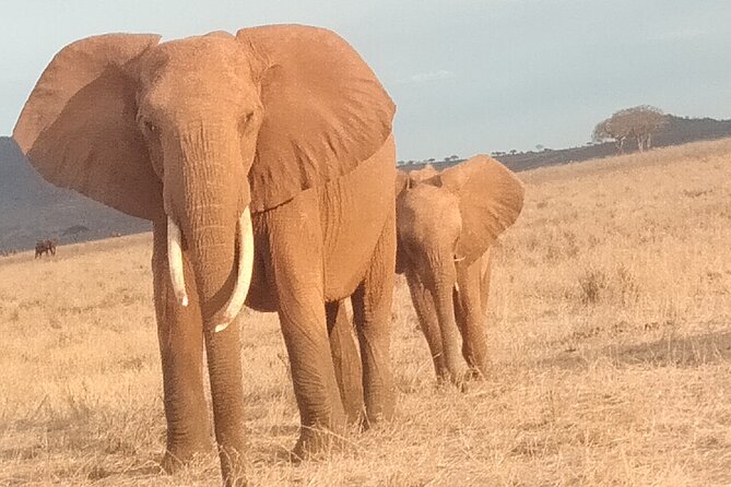 3 days safari Tsavo East and West - Day 3: Morning game drive out, then lunch on the Nairobi-Mombasa highway