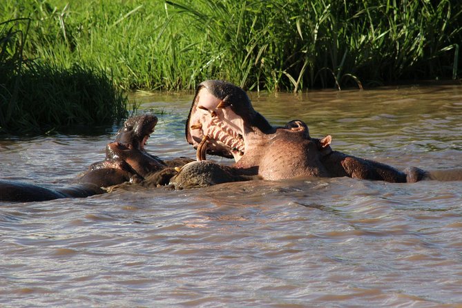 3 days safari Tsavo East and West - Seeing wildlife and big game: how to aim for the best without the stress